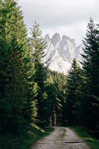 Footpath amidst pine trees in forest against sky