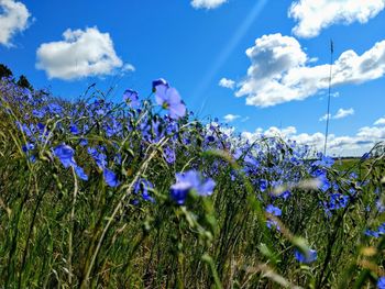 Low angle view of purple flowering plants on field against sky