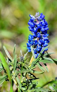 Close-up of purple flowering plant