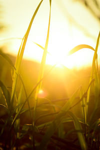 Close-up of grass growing on field against sky during sunset