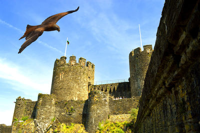 Low angle view of bird flying against sky