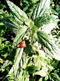 Close-up of vegetables on plant