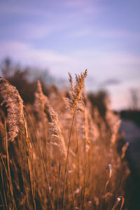 Close-up of wheat plants on field against sky