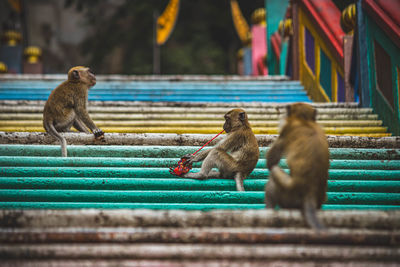 Young toddler monkeys playing on colorful stairs 