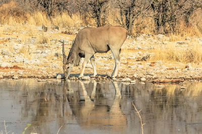 Deer drinking water from lake