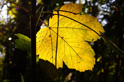 Close-up of yellow maple leaves