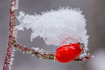 Close-up of frozen plant