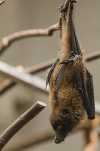 Close-up of a horse