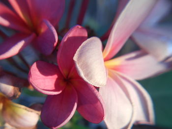 Close-up of flower blooming outdoors