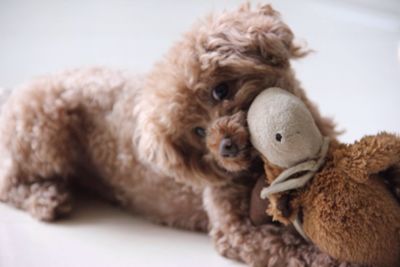Cavapoo at home playing with stuffed toy in mouth