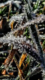 Close-up of frozen plant
