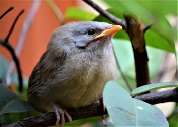 Jungle babbler, juvenile