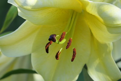 Close-up of yellow lily flower