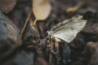 Close-up of butterfly on plant