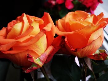 Close-up of orange roses