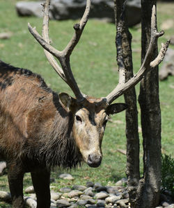 Pere davids buck with large antlers on a warm spring day.