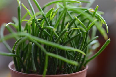 Close-up of fresh green potted plant