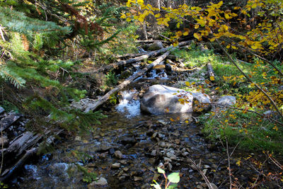 Stream amidst plants in forest