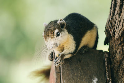 Close-up of squirrel on wood