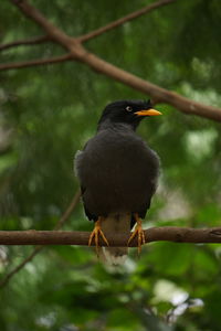 Close-up of bird perching on branch