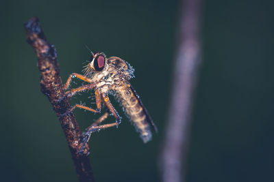 Close-up of spider