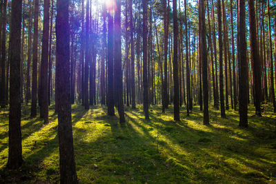 Sunlight streaming through trees in forest