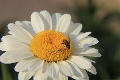 Close-up of insect on white flower