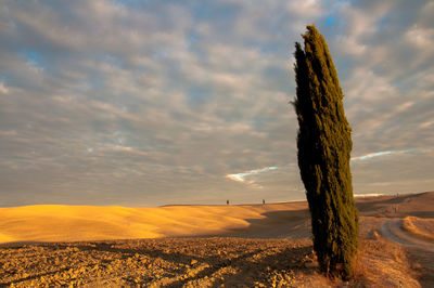 Tree at desert against cloudy sky