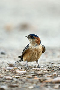 Close-up of bird perching on land