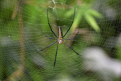 Close-up of spider on web