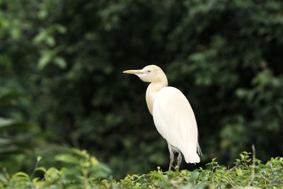 Bird perching on a plant