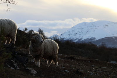 Sheep on snow covered field against sky