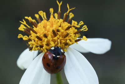 Close-up of insect on yellow flower