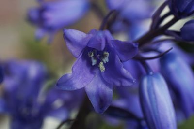 Close-up of purple flowering plant