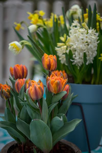 Close-up of orange tulips