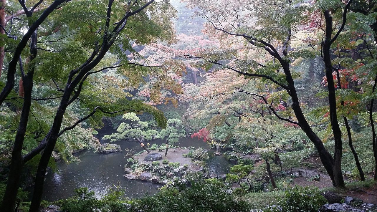 tree, water, growth, beauty in nature, nature, tranquility, branch, tranquil scene, scenics, forest, high angle view, day, river, lake, rock - object, plant, outdoors, idyllic, tree trunk, no people