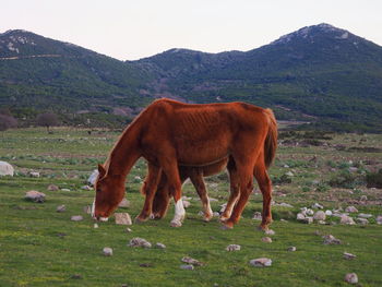 Horses grazing in a field