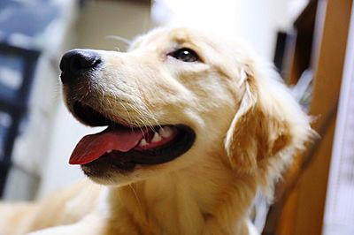 Close-up of dog looking away