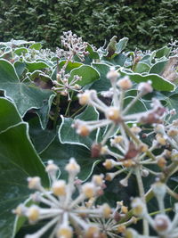 Close-up of plants