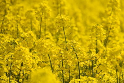 Yellow flowering plants on field