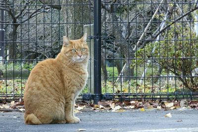 Cat looking away