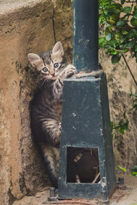 Portrait of cat sitting on wood