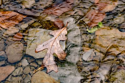 Close-up of leaf in stream