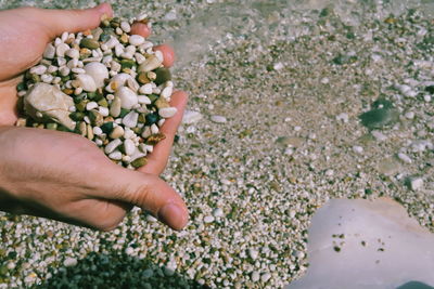 High angle view of person hand holding pebbles