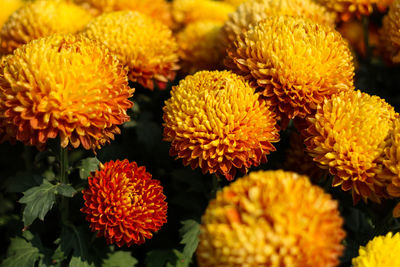 Close-up of flowers