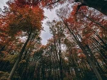 Low angle view of trees in forest during autumn