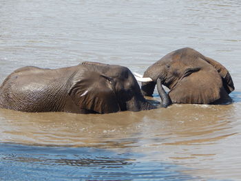 View of elephant in lake