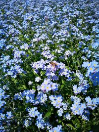 Flowers blooming on tree