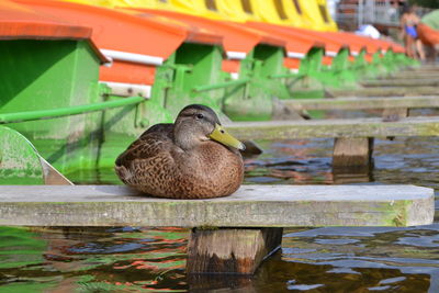 Duck on wood by lake