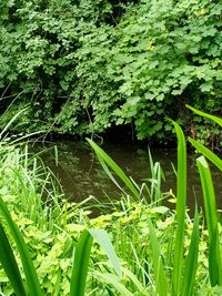 Close-up of grass in water